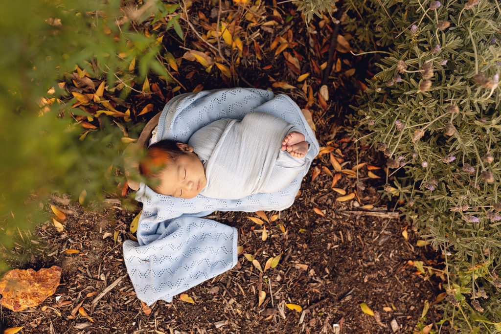 Newborn baby boy in a blue swaddle near a lavender bush at his outdoor photography session. His little feet are poking out of the swaddle with all 10 toes visible.